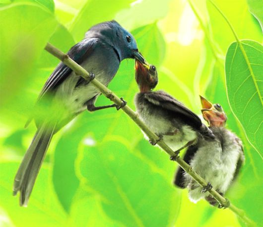 Stunning Bird Photography by John n Fish