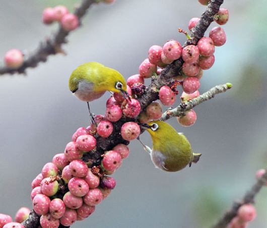 Stunning Bird Photography by John n Fish