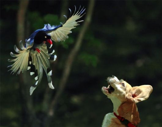 Stunning Bird Photography by John n Fish