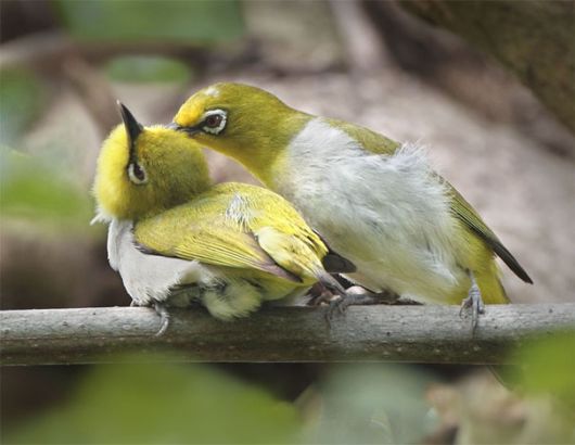 Stunning Bird Photography by John n Fish